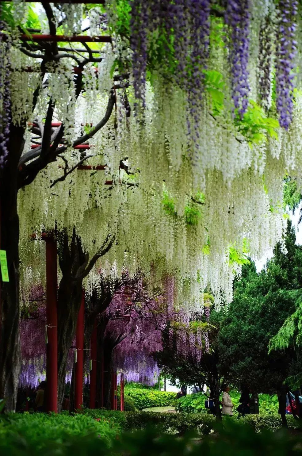 看到花的时候，不知是什么花？那就收下这份百花图谱