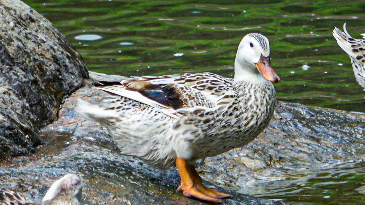 融水特色生态农业产业园,广西融水县特色产品