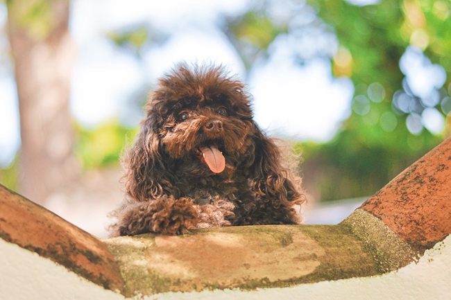 泰迪犬呕吐是什么原因,泰迪犬一直呕吐怎么办