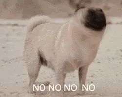 猫咪的快乐就是晃头晃脑,猫咪的隐藏开关