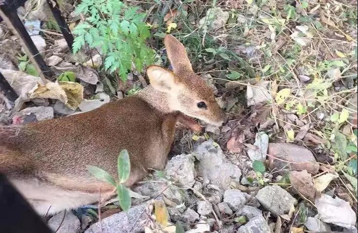 还没看《神奇动物在哪里》？没关系，你错过的神奇动物都在这里