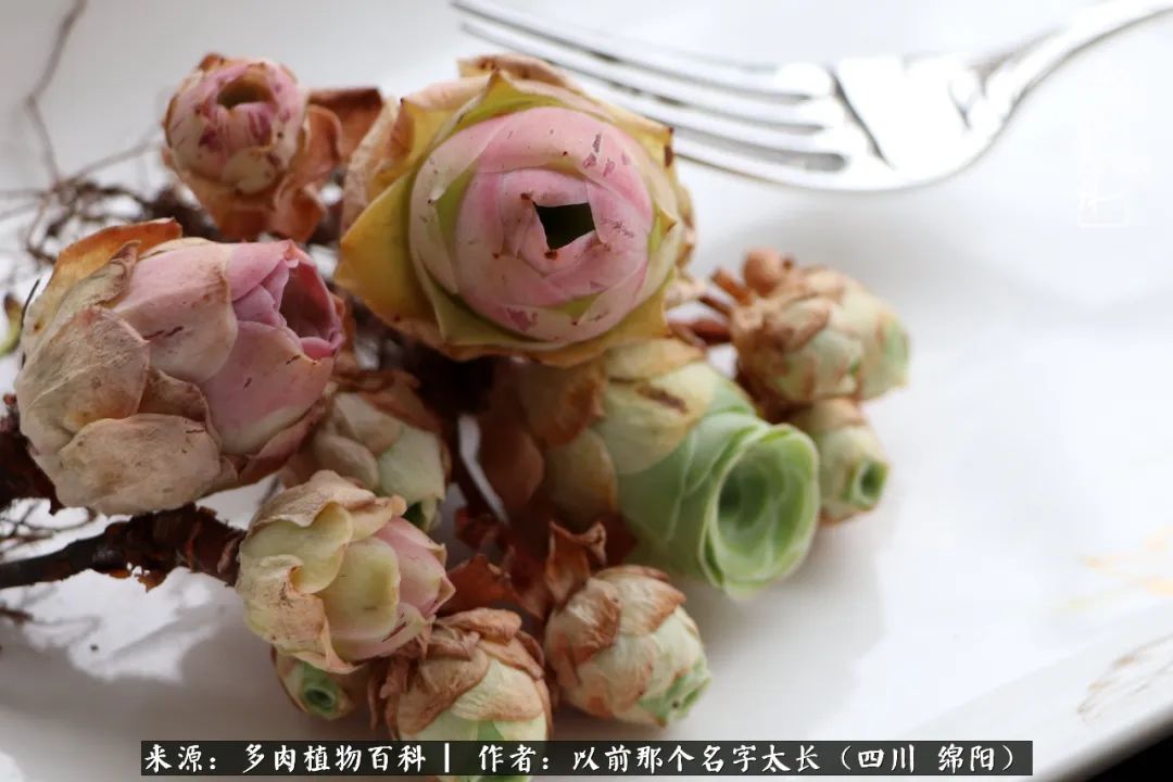 山地玫瑰夏天,夏季的山地玫瑰