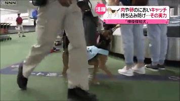 日本海关严查,日本海关对入境物品规定