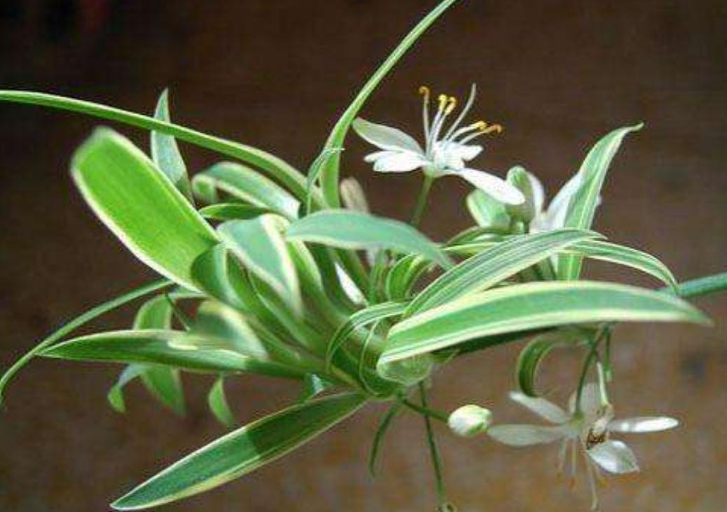 金边吊兰藤条变黄了怎么办,金边吊兰小技巧