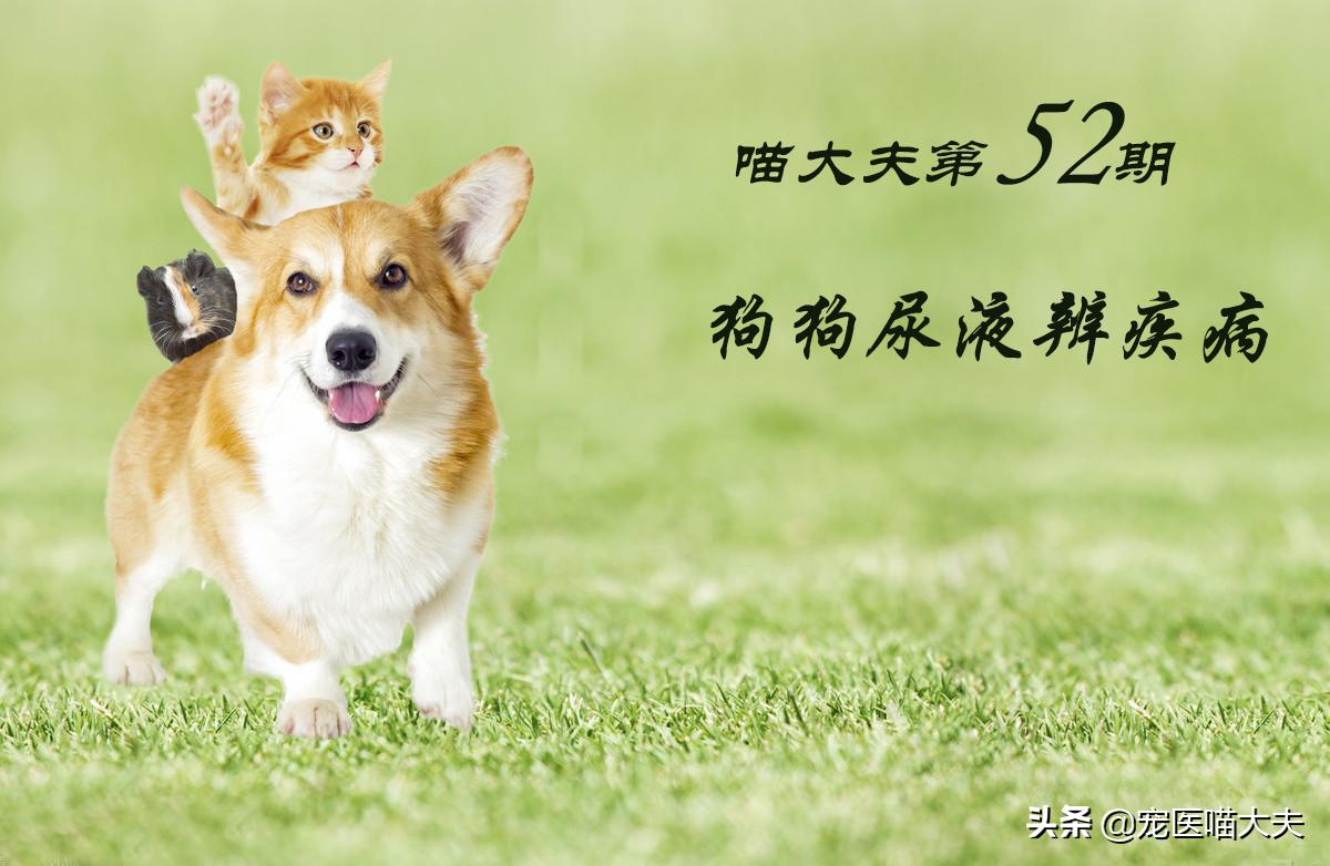 通过狗狗尿尿辨别生病,从狗狗便便判断是否健康