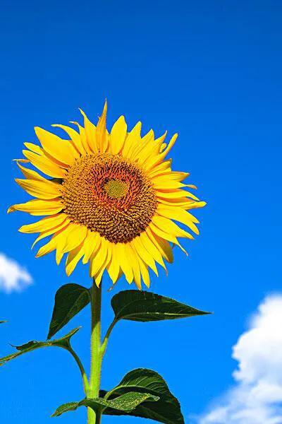 唯有学会感恩方能惜福,唯有懂得自省才能自知