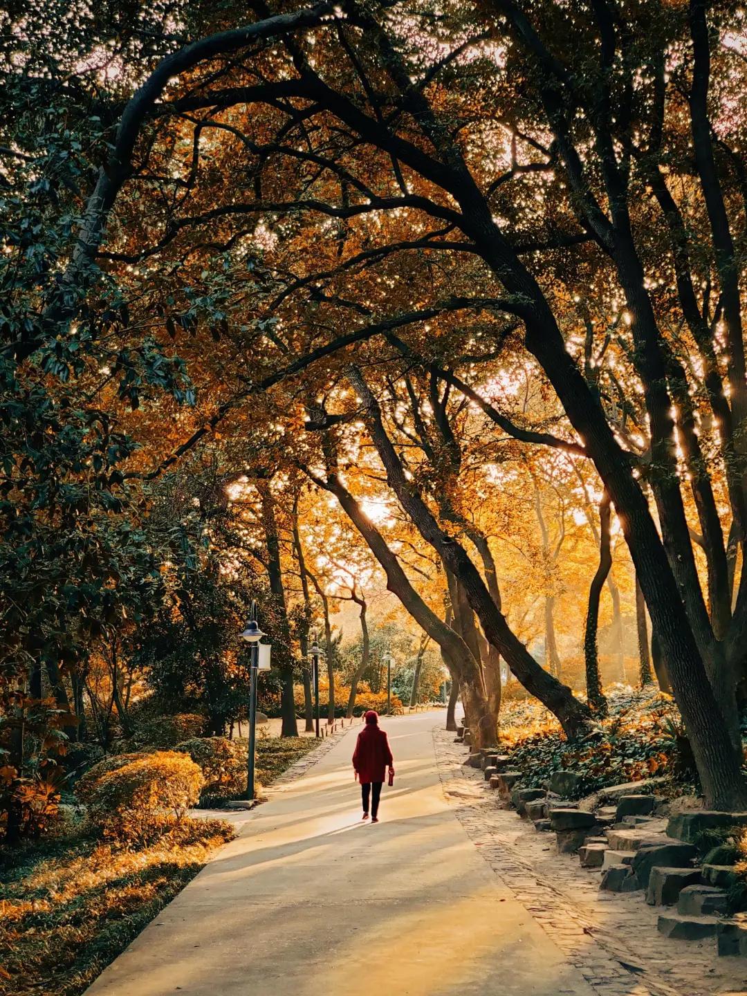 秋色正艳|掌握这6个小技巧，教你拍出绝美秋景