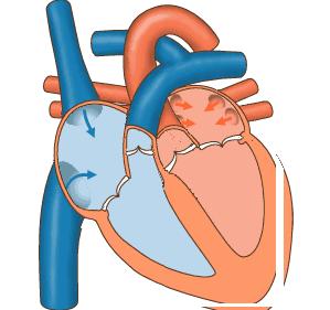 血液循环视频讲解,血液循环不畅如何改善