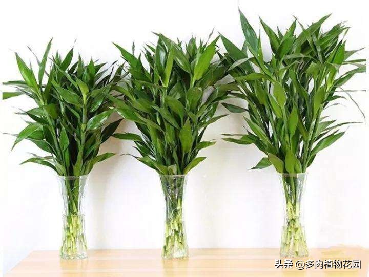 富贵竹根长满瓶子怎么办,富贵竹旧的根系能剪掉吗