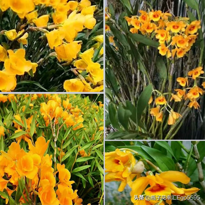 父亲节的鲜花,父亲节买什么鲜花比较好看