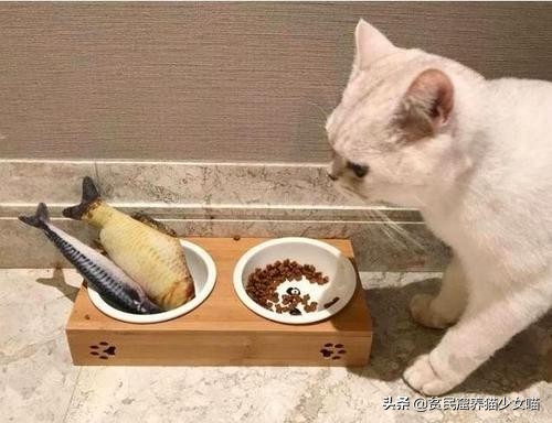 猫咪怕水怎么吃鱼,猫不会捕鱼它是怎么知道鱼好吃的