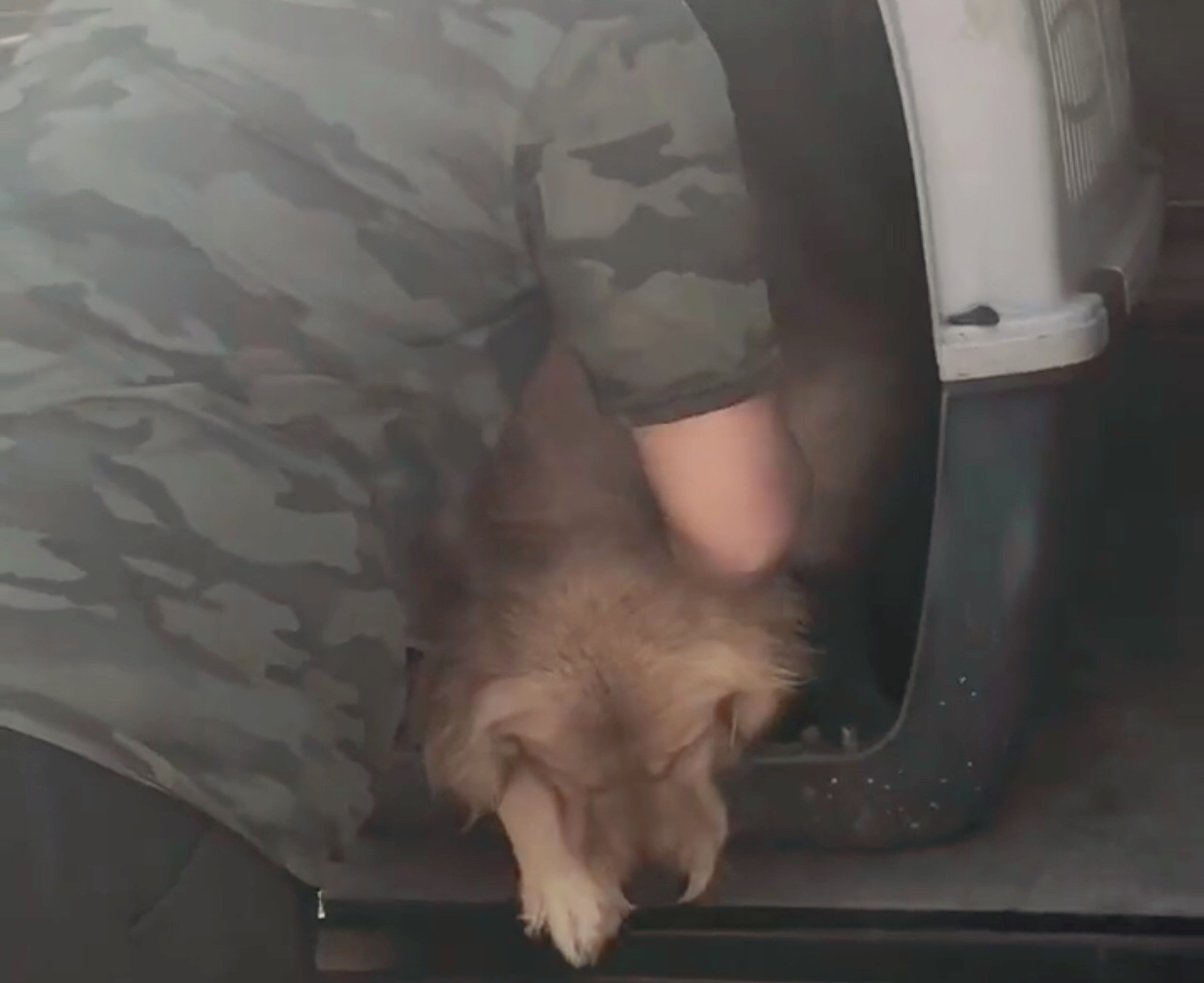 金毛大肚腹水后续,金毛腹水能活多久