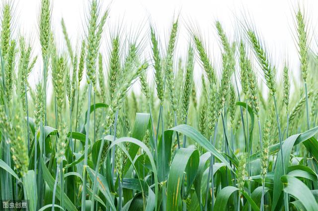 杂交水稻如何撒种,杂交水稻的种植技巧