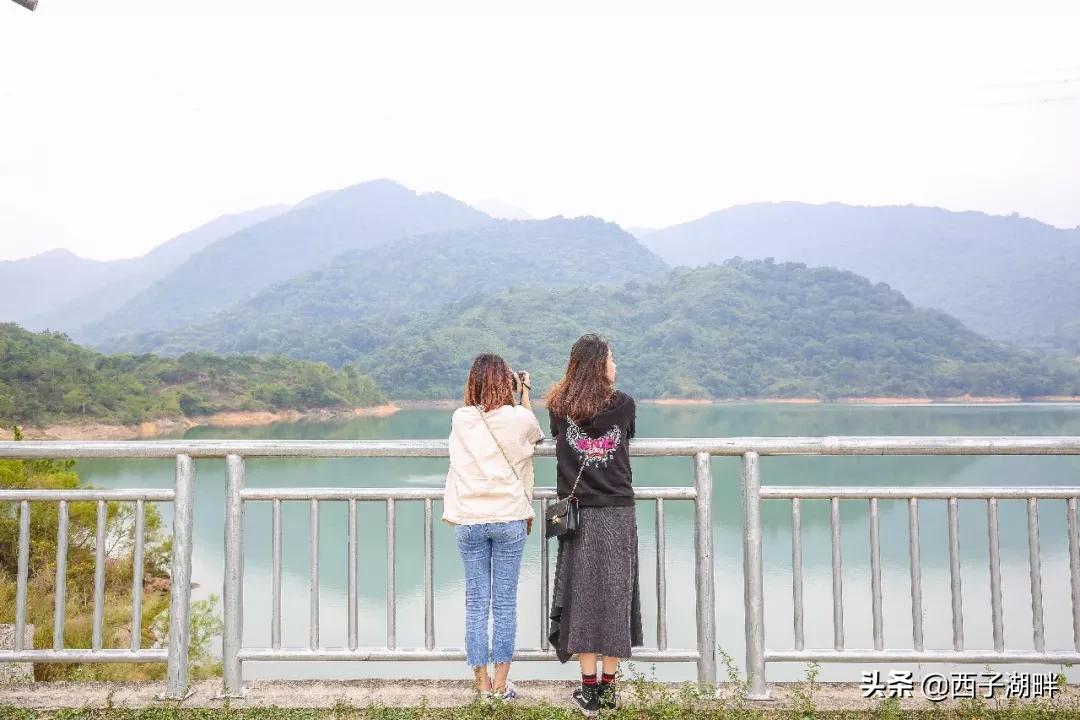 惠州镇隆荔枝什么品种,惠州镇隆自摘荔枝在哪