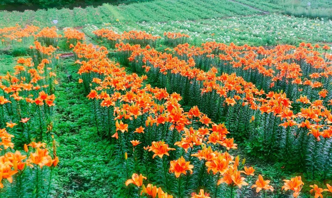 茂县古羌城传承美玉,茂县古羌城建筑介绍