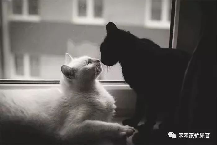 被猫咬和被猫抓打的疫苗有区别吗,被猫抓咬后打疫苗可以维持多久