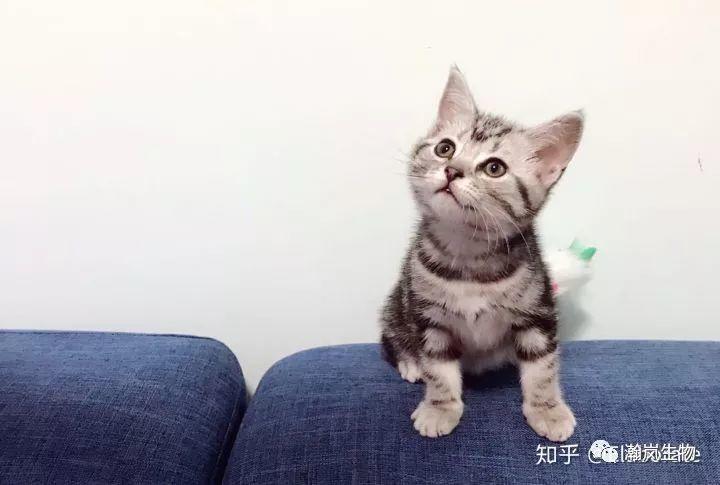 养品种猫的好处,土猫可以和品种猫配吗