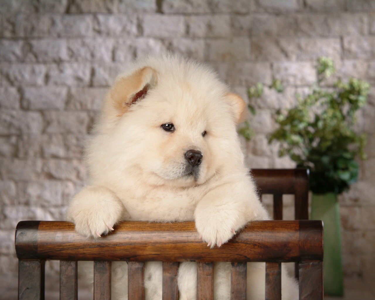 生活中松狮犬的养护须知是什么,松狮犬该怎么养这篇文章为你解读