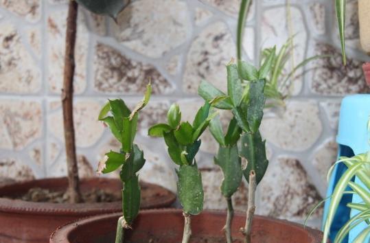 嫁接蟹爪兰怎么养才能更旺盛,蟹爪兰养不活