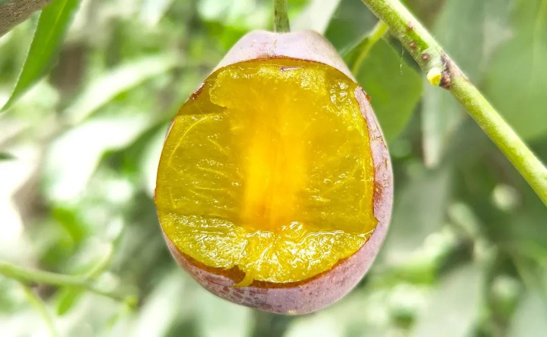 智利野生车厘子好吃吗,智利车厘子哪种好吃又划算