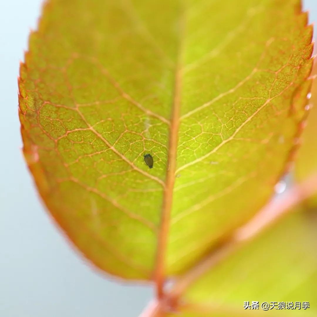 月季蚜虫红蜘蛛特效药,月季蚜虫蓟马怎么治理视频