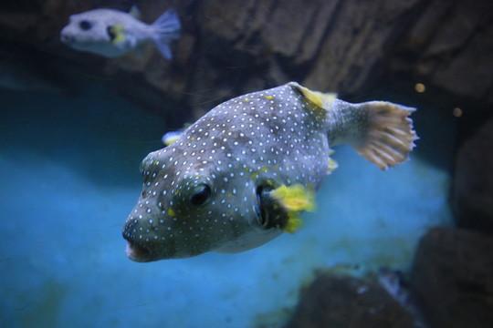 观赏鱼种类大全,观赏鱼鲨鱼的种类