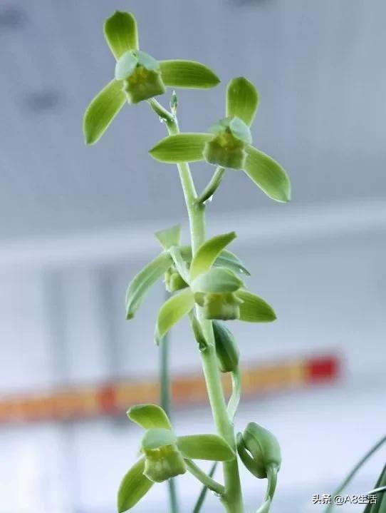 每日一品全文,每日一品茶叶