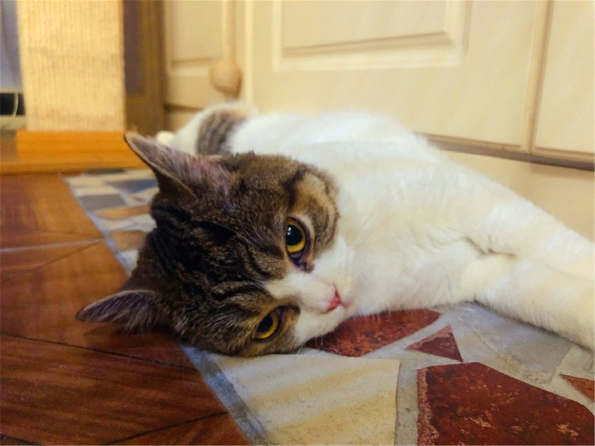 猫咪深度睡眠姿势,猫咪怎样睡觉才说明放松警惕