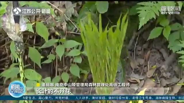 开花魔芋和不开花魔芋,蔬菜魔芋有毒吗