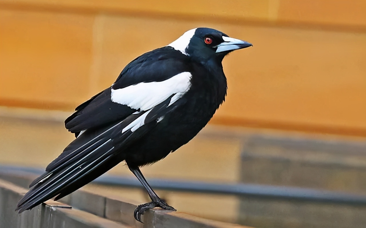 主人救了一只小狗,狗狗怀孕但是它有奶是不是难产