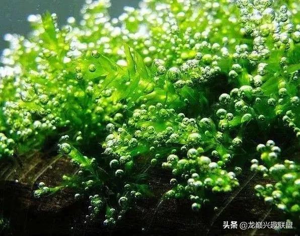 沉木绑扎什么莫斯好,珊瑚莫斯怎么绑扎