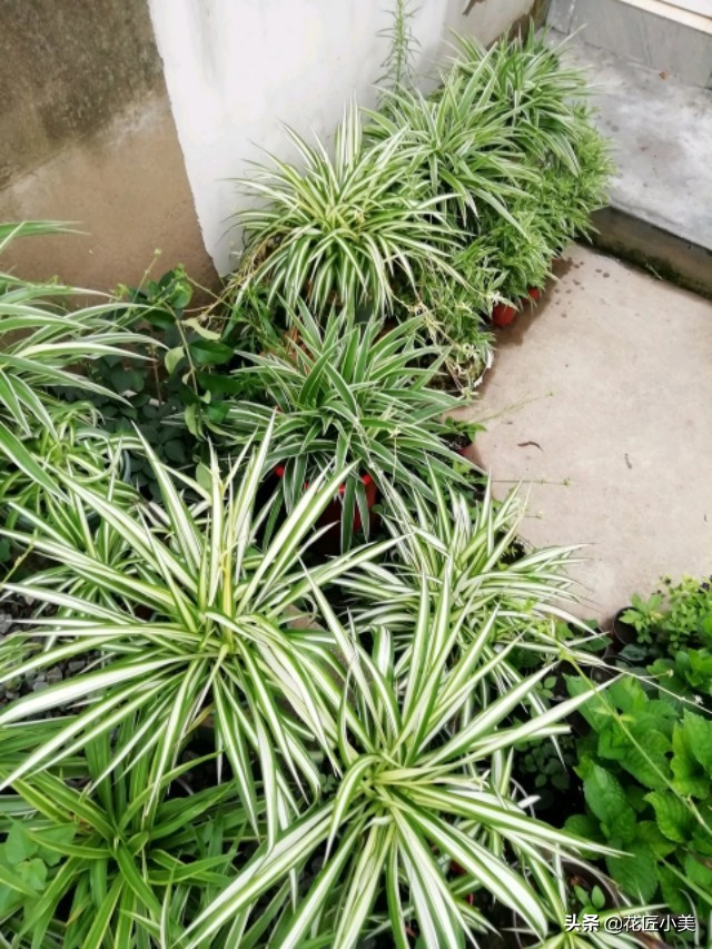 吊兰抽穗多了把叶子压弯怎么办,怎么才能使吊兰走茎不容易折断