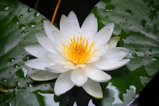 养睡莲最好的大容器,睡莲怎么养开花比巴掌都大