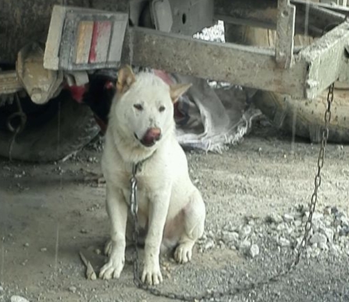 杀三只狗后续,杀狗真实事件后续