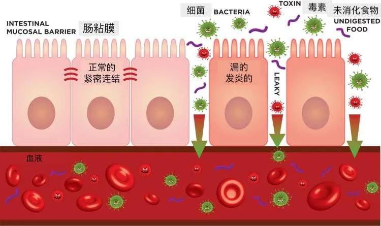 维持肠道益生菌活力,保持肠道菌群健康