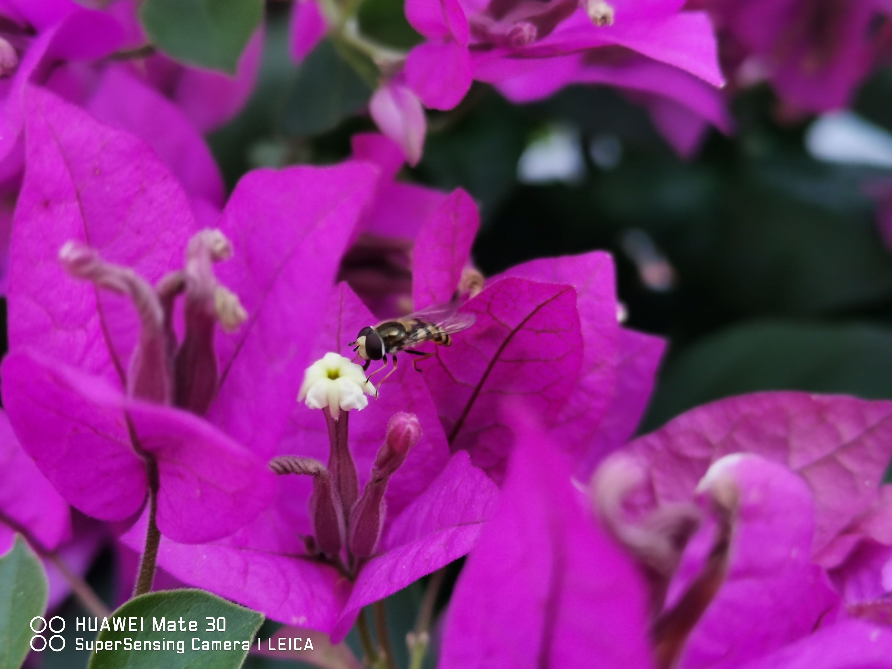 华为mate30测评苹果11,华为mate30发布麒麟990加持