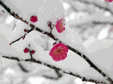 梅须逊雪三分白雪却输梅一段香,雪却输梅一段香是什么修辞手法