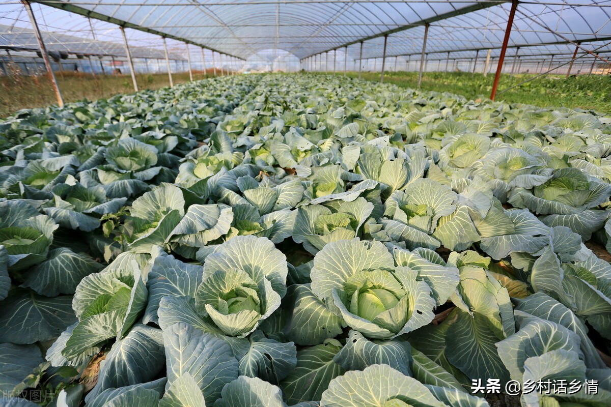 种菜招小虫子怎么办,种菜治虫好方法