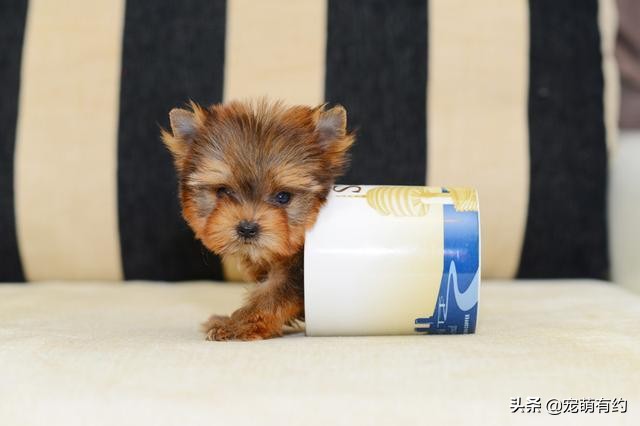 养茶杯犬需要关注什么,养茶杯犬需要关注的事项
