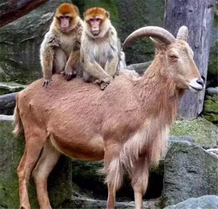 猫咪礼貌推开铲屎官,猫咪热情帮铲屎官牧羊