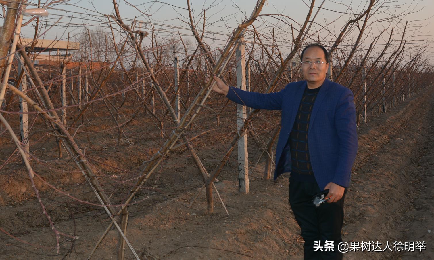 桃树修剪剪刀买什么样的,桃树整形修剪技术