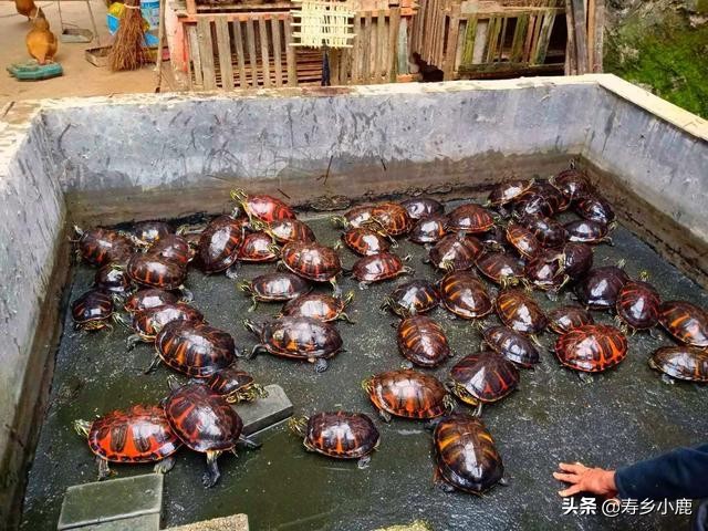 乌龟转入新环境,乌龟上升温度10度