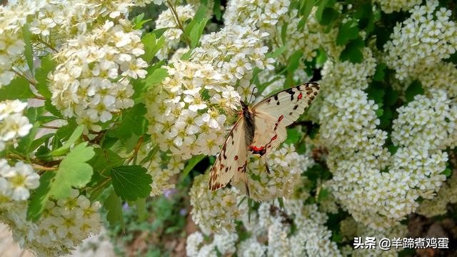 游玩北京香山公园之行,7月的北京香山公园图片