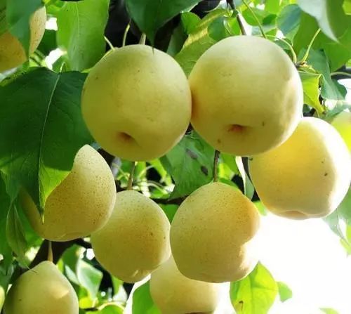 为什么减肥感觉身体肿肿的,减肥出现浮肿怎么减