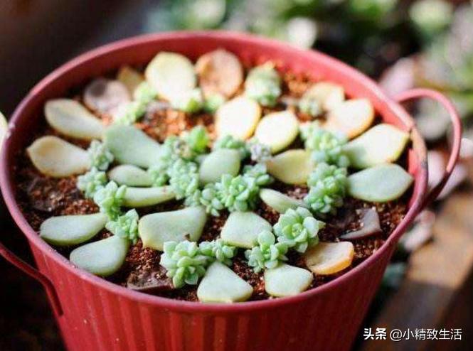 多肉植物叶插徒长怎么办,多肉叶插出苗了该怎么办