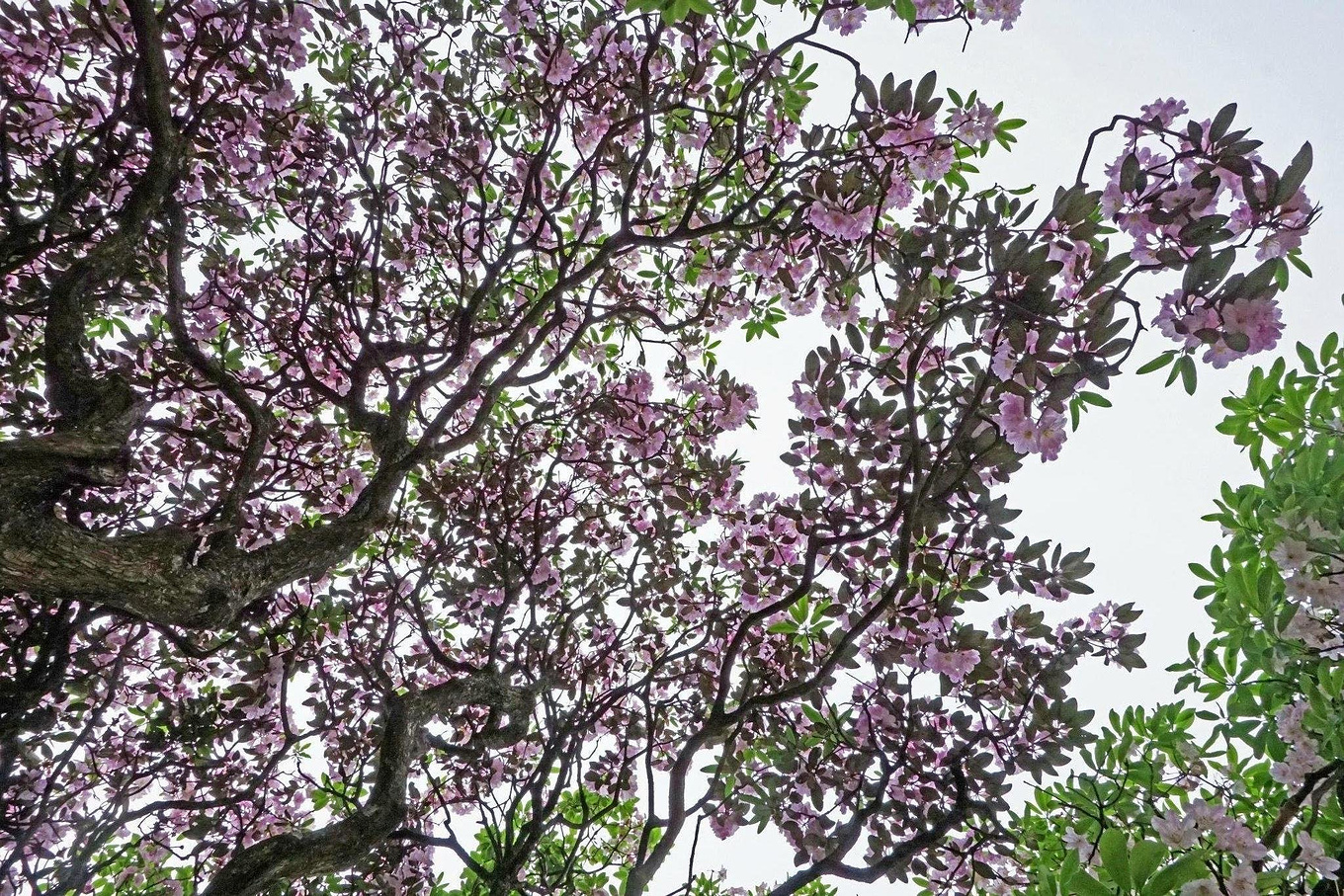 天台华顶山森林公园历史,李白来过天台吗