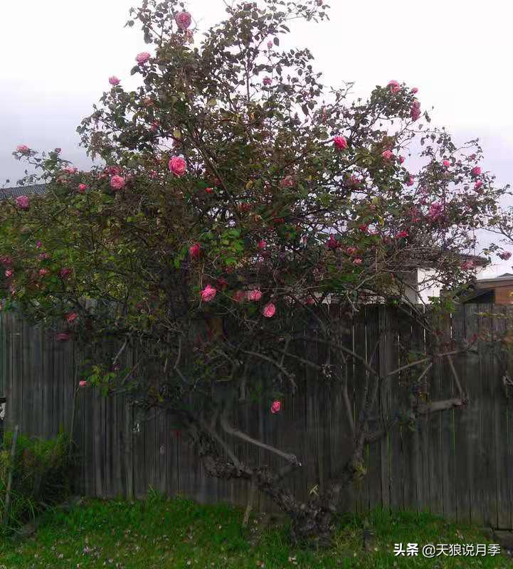 怦然心动的万人迷月季，原来从它而来（终篇）