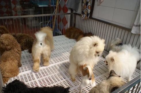 创业养狗靠谱吗,养狗需要买什么必需品