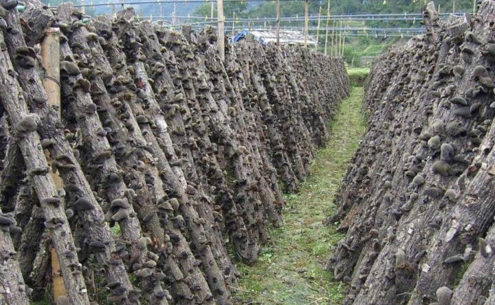 黑木耳露天种植是怎么回事,黑木耳不长是什么原因