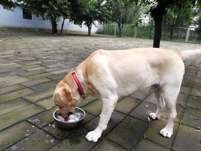 铲屎官防止狗中暑原视频,天气热狗狗中暑